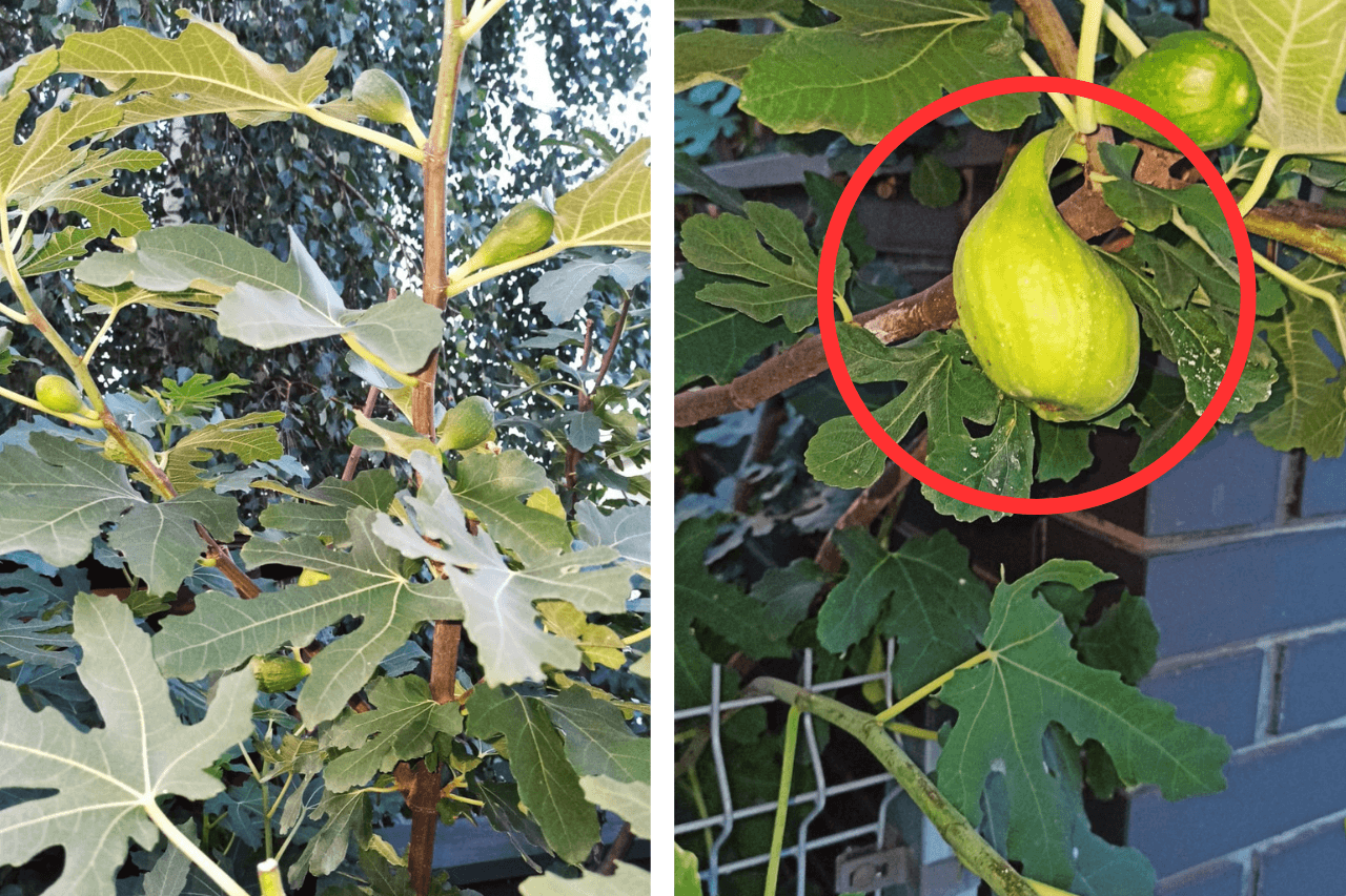 Upały jak w tropikach. W Polsce rosną egzotyczne owoce – Turystycznie.info Upały jak w tropikach. W Polsce rosną egzotyczne owoce