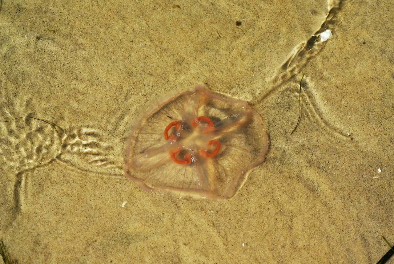 Plażowicze w szoku. Chełbia modra już jest w Bałtyku