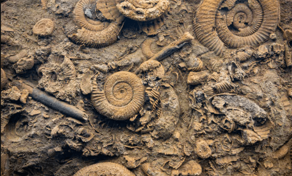 Odkryli skarb z prehistorii: 470-milionowe znalezisko!