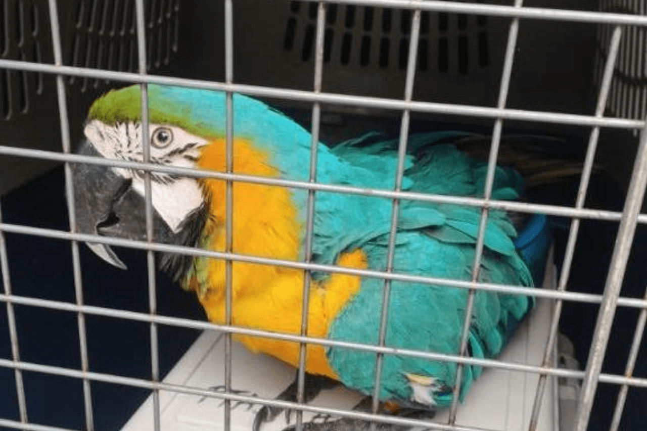 Arek na “gigancie”. Papuga pokonała technologię i ruszyła w świat