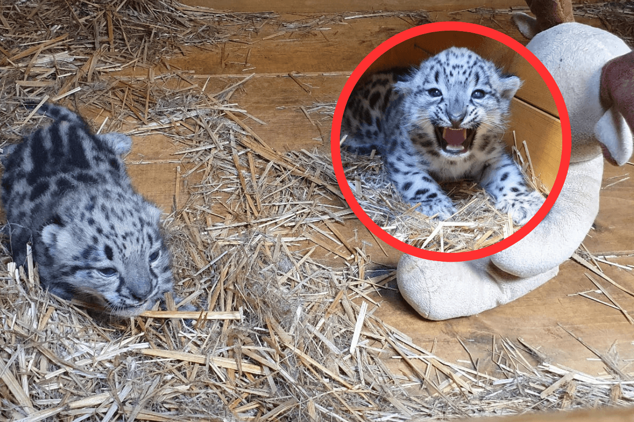 Niezwykłe narodziny w warszawskim ZOO. Irbis śnieżny rozczula internautów