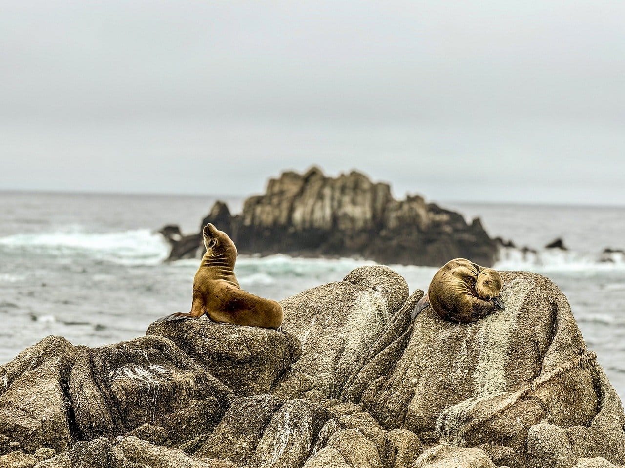 Kontrowersje na plaży La Jolla. Zginęły kolejne lwy morskie