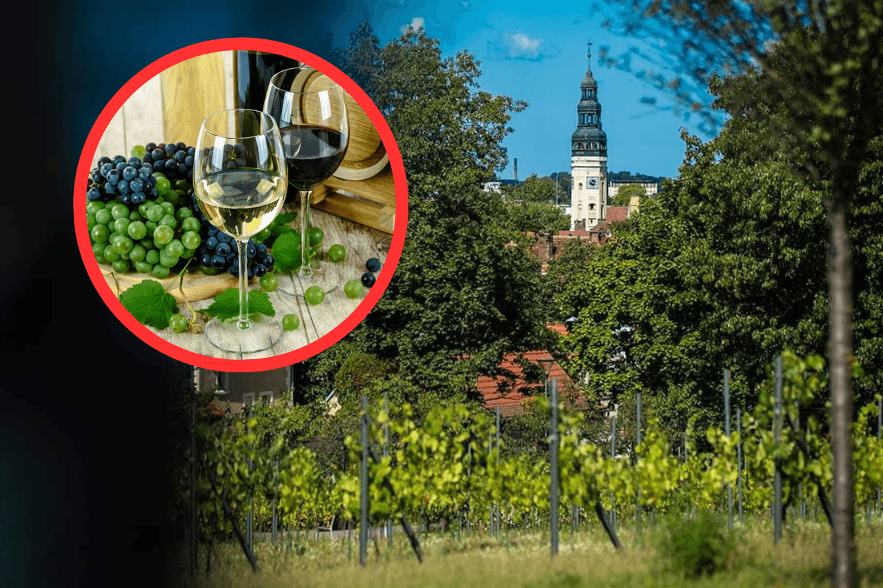 Polski klejnot winiarski, którego nie znacie.  Polskie Bordeaux czeka na ciebie