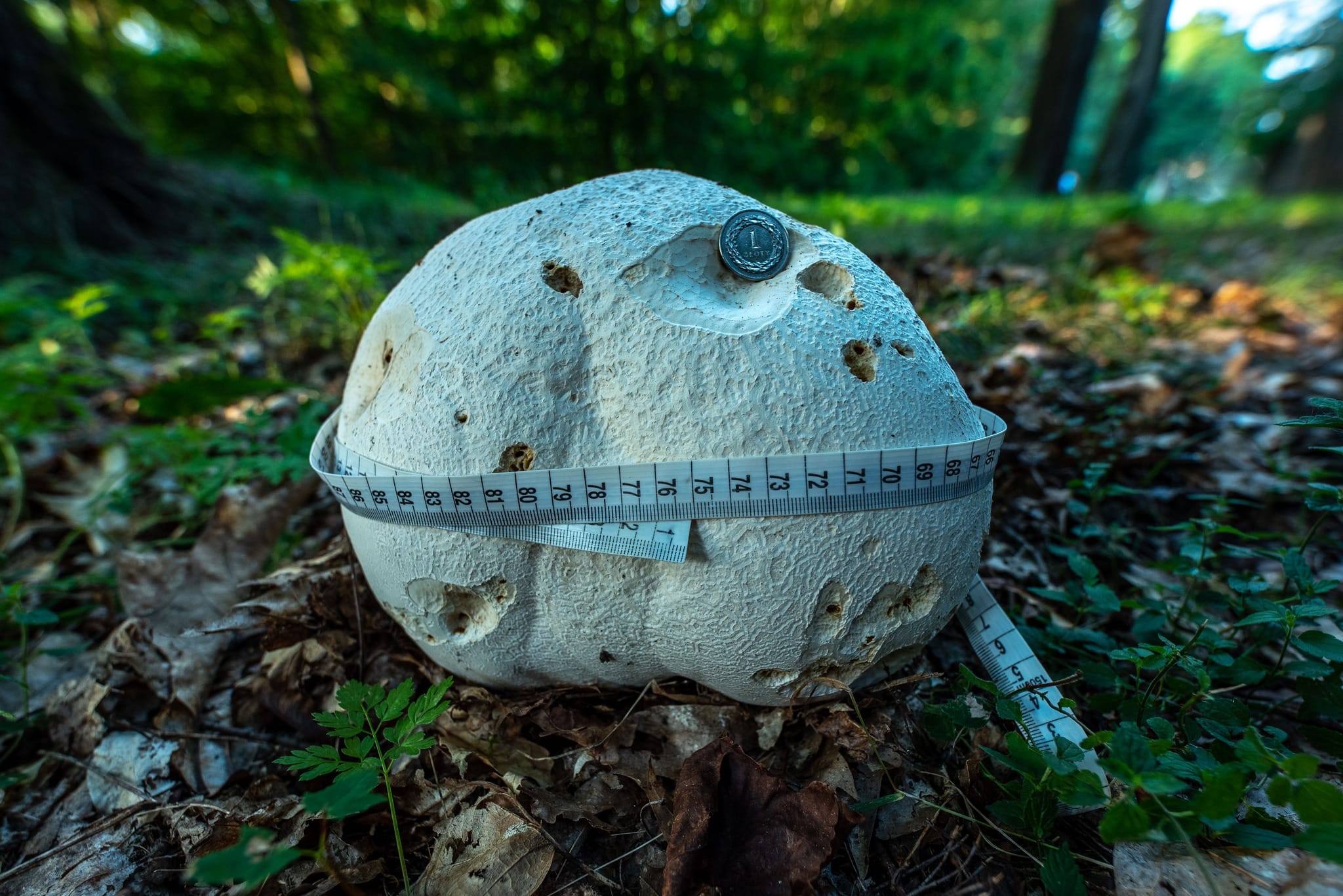 Gigant w polskich lasach. Poznaj tajemnice purchawicy olbrzymiej – Turystycznie.info Gigant w polskich lasach. Poznaj tajemnice purchawicy olbrzymiej