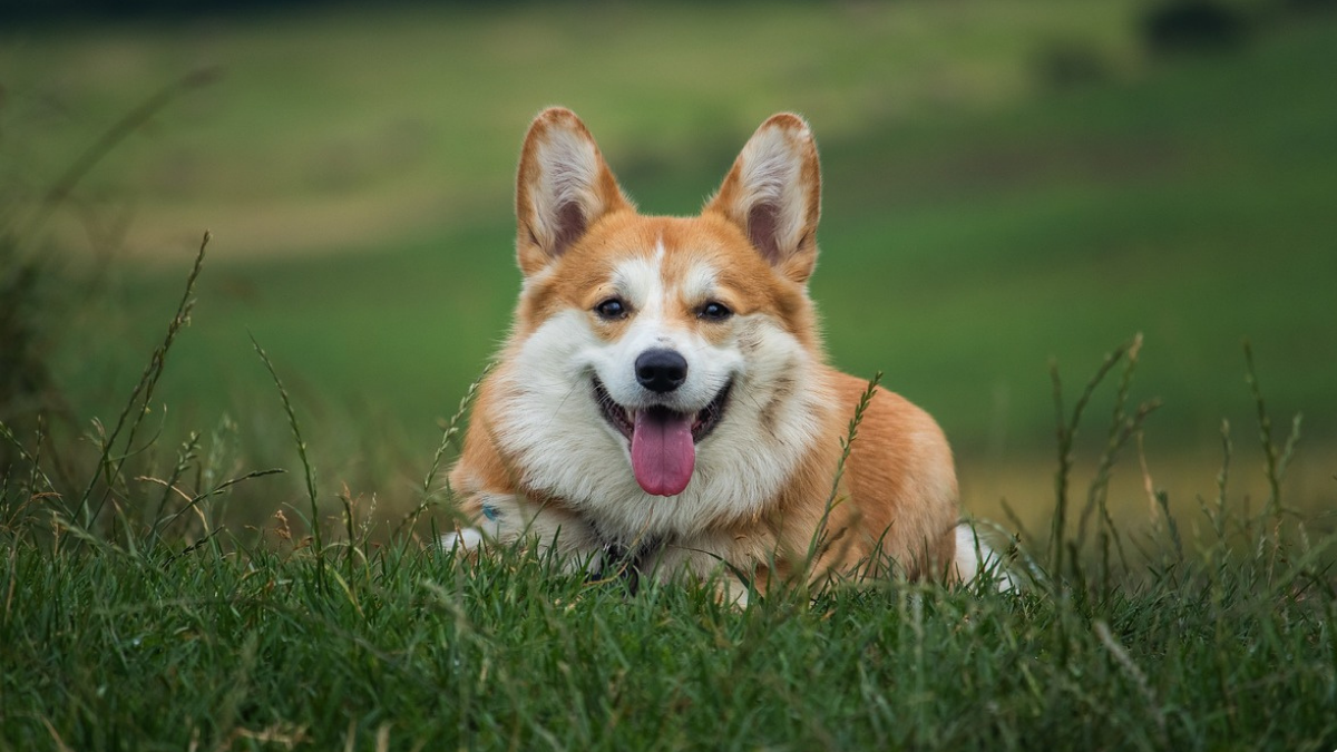 Problemy na pokładzie. Pies zajął fotel pasażera w samolocie